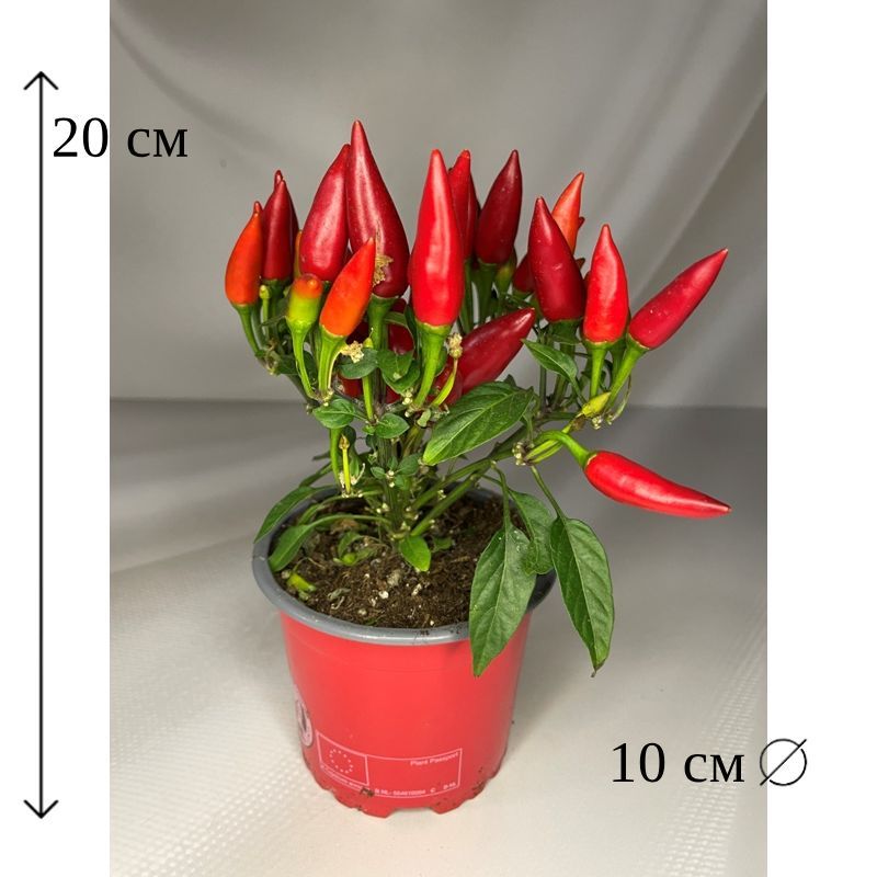 Капсикум Сальса Ред 10/20 CF