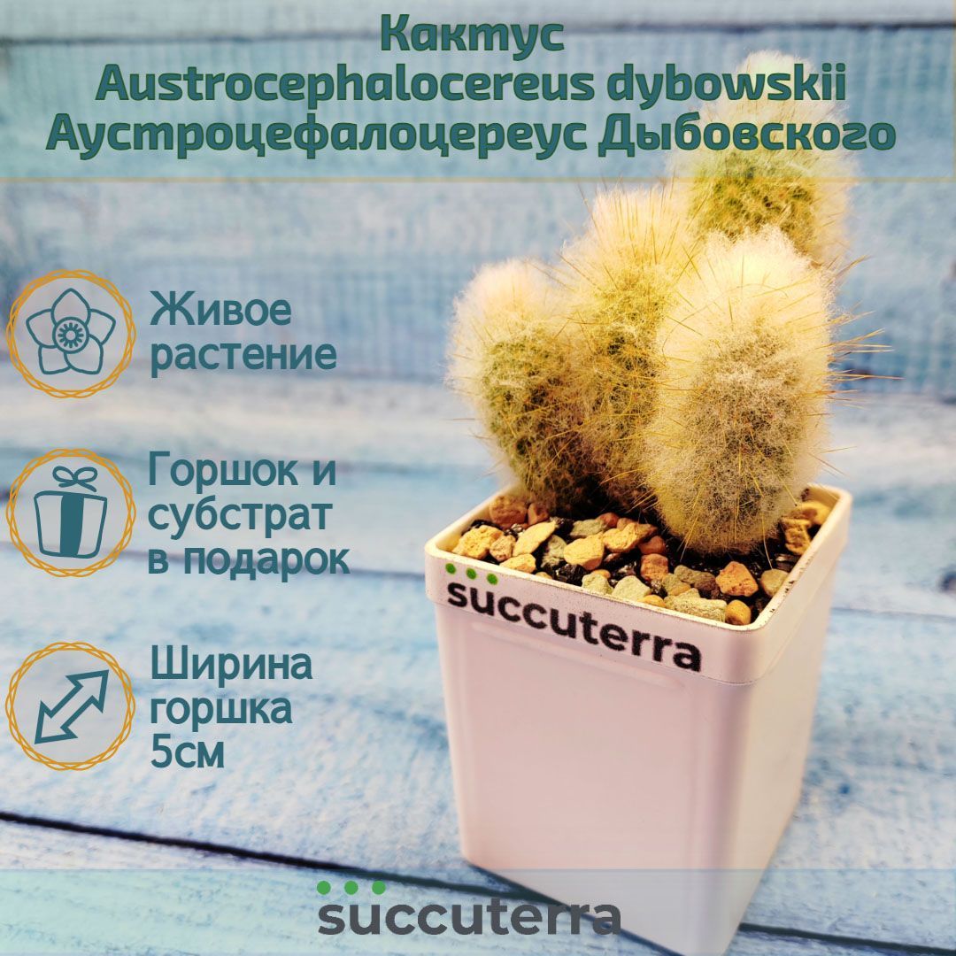 Кактус Austrocephalocereus dybowskii (Аустроцефалоцереус ). Диаметр горшка 5 см. Субстрат Succuterra Classic и фирменный горшочек в комплекте.