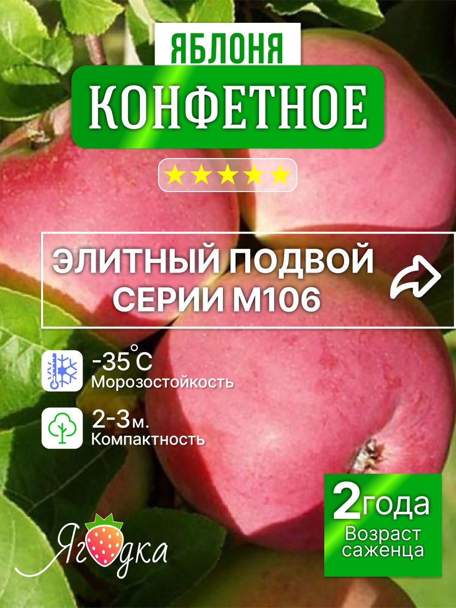 СаженецЯблониКонфетное