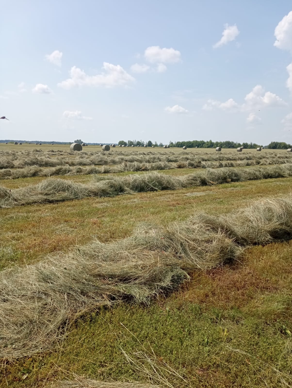 Наполнитель Травяной, Растительный Впитывающий Травяной 1000г.(图2)