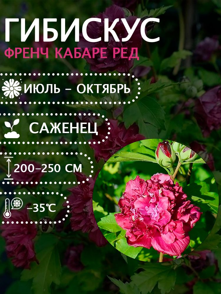 Гибискус сирийский "Френч кабаре ред" саженец.