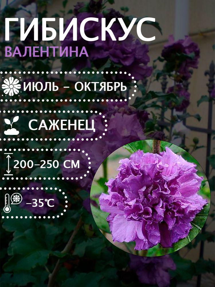 Гибискус сирийский "Валентина" саженец.