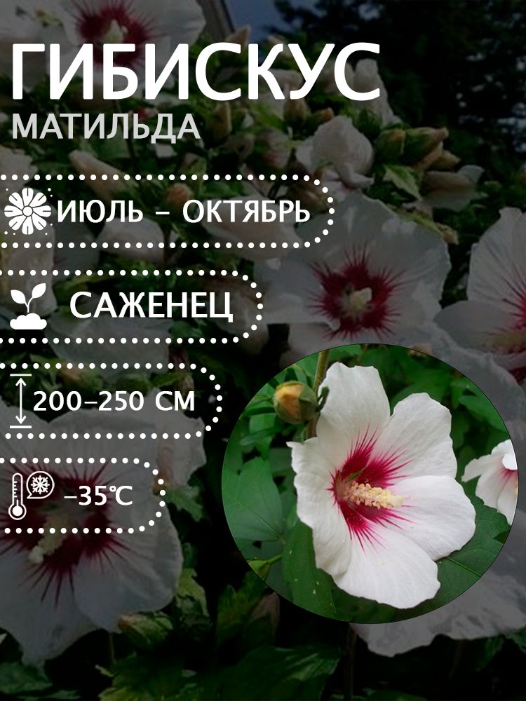 Гибискус сирийский "Матильда" саженец.