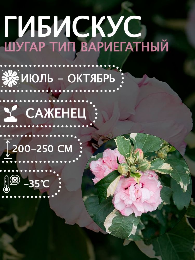 Гибискус сирийский вариегатный "Шугар Тип" саженец.