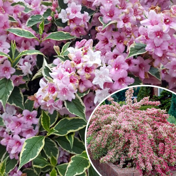 Вейгела Вариегата в P9 (0,5 л.), саженцы - купить с доставкой по ...