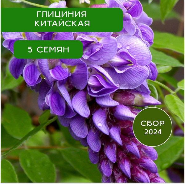 Глициния Деревья и кустарники_5_коричневый - купить по выгодным ценам в ...