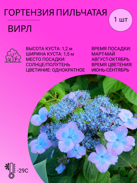 Гортензия Гортензия пильчатая - купить по выгодным ценам в интернет ...