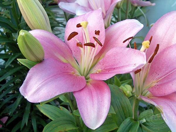 Луковицы Лилии Северин купить по выгодной цене в интернет-магазине OZON ...