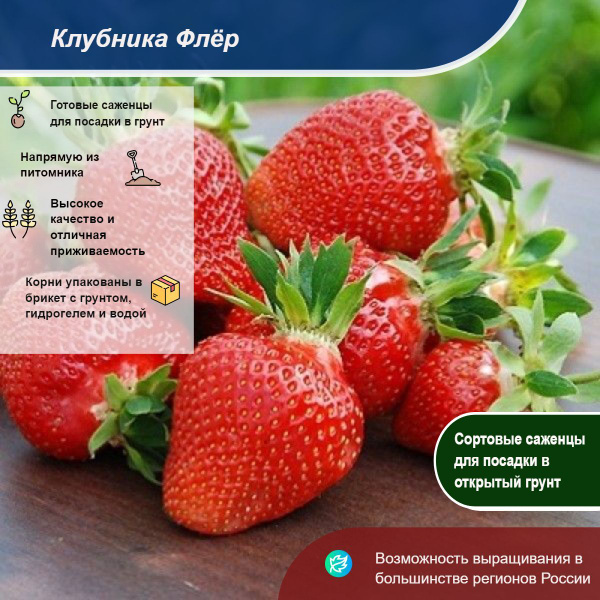 Клубника флер фото и описание Клубника флер фото и описание