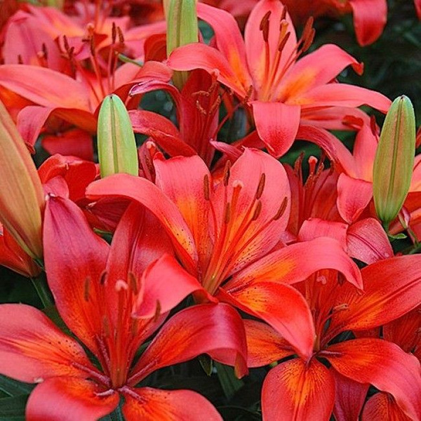 Купить Азиатские Лилии В Интернет Магазине