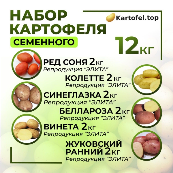 Картофель Колетте Э (1 кг) - Садовый центр "СадОК"