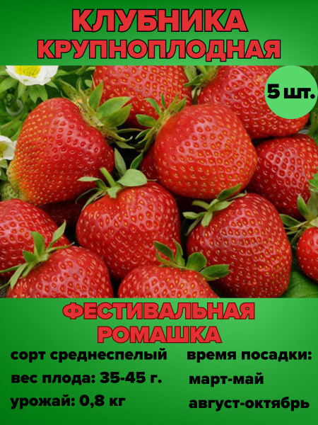 Вопросы и ответы о Клубника крупноплодная Фестивальная ромашка саженцы ...