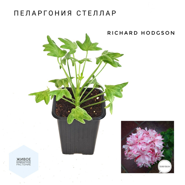 Пеларгония, Герань Richard Hodgson , 1 шт - купить по выгодной цене в ...
