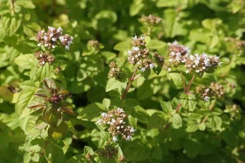 Душица обыкновенная Маргарита - купить с доставкой по выгодным ценам в ...