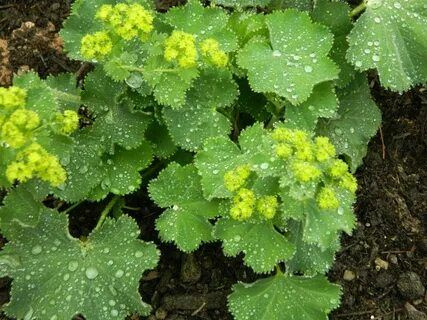 Манжетка мягкая - купить с доставкой по выгодным ценам в интернет ...