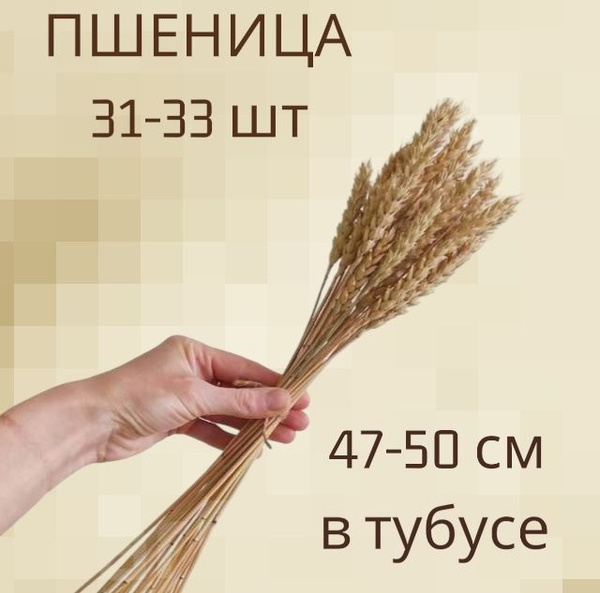 Сухоцветы Пшеница, 50 см, 90 гр, 30 шт купить по выгодной цене в ...