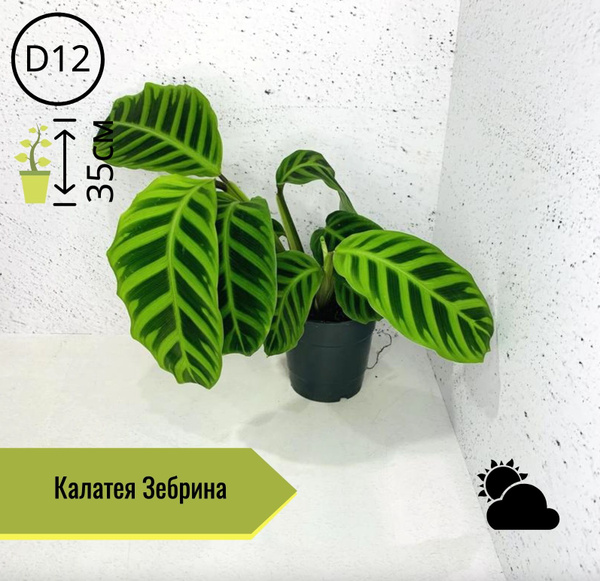 Калатея Зебрина Н35см, 12 дм, 1 шт - купить по выгодной цене в интернет ...
