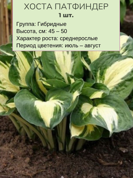 Хосты Хосточка1корешоу_Патфиндер - купить по выгодным ценам в интернет ...