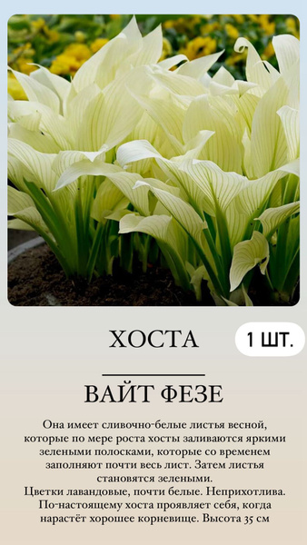 Хосты Хосточка1 - купить по выгодным ценам в интернет-магазине OZON ...