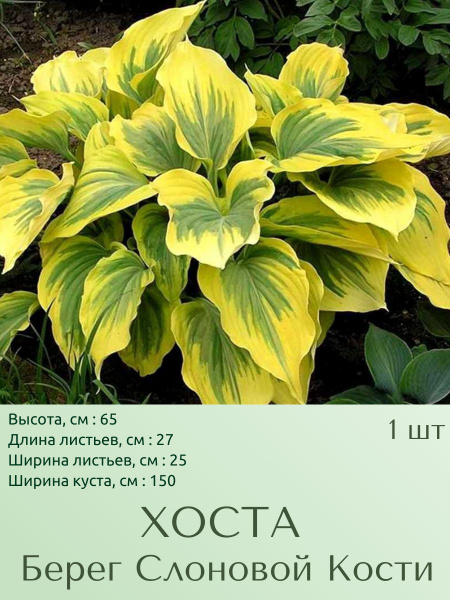 Хосты Хоста1шт - купить по выгодным ценам в интернет-магазине OZON ...