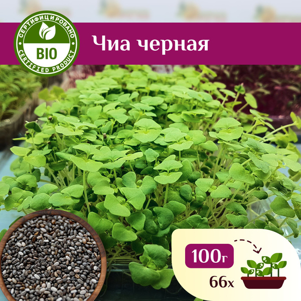Семена Чиа для проращивания, Ильинские проростки 100г - купить с ...