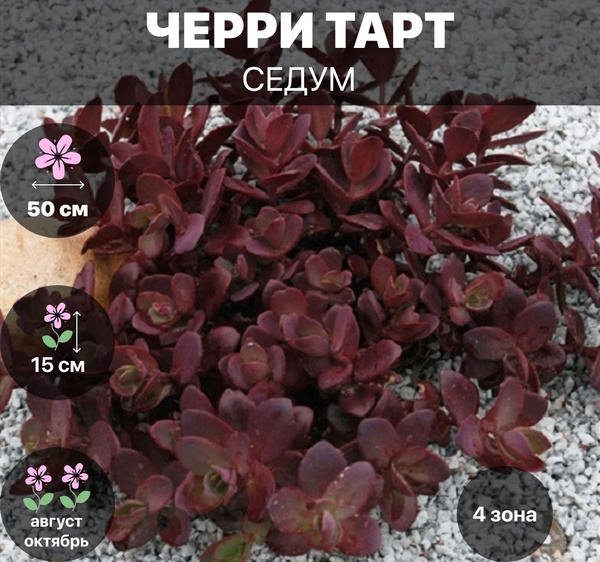 Клубни Очиток (Седум) COLORLINE купить по выгодной цене в интернет ...