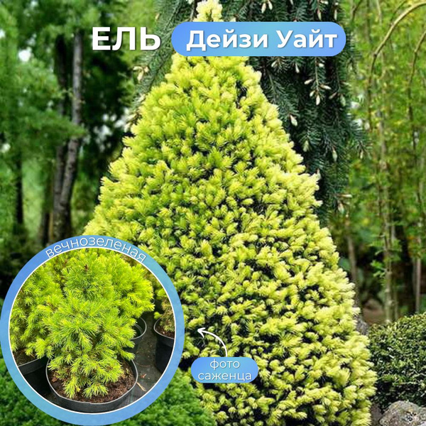 Ель саженец карликовая Дейзи Уайт - купить с доставкой по выгодным ...