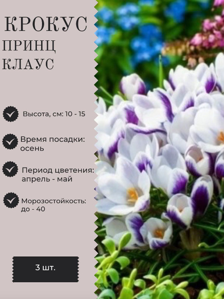 Крокус луковицы многолетних цветов купить на OZON по низкой цене ...