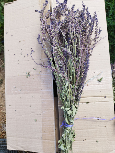 Веник для бани Шалфей, 1 шт. - купить с доставкой по выгодным ценам в ...