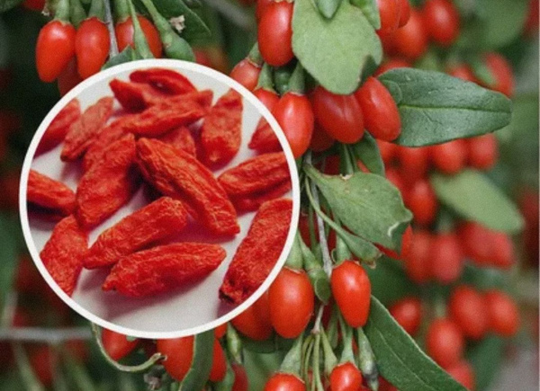 Ягоды годжи сушеные 1 кг крупные чистые ягоды годжи для похудения 1000 ...