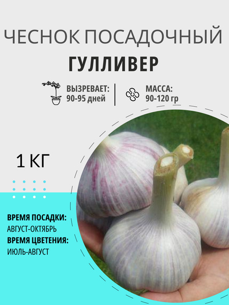 Чеснок Гулливер посадочный яровой 1 кг, луковицы купить на OZON по ...