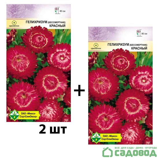 Гелихризум МинскСортСемОвощ Гелихризум - купить по выгодным ценам в ...