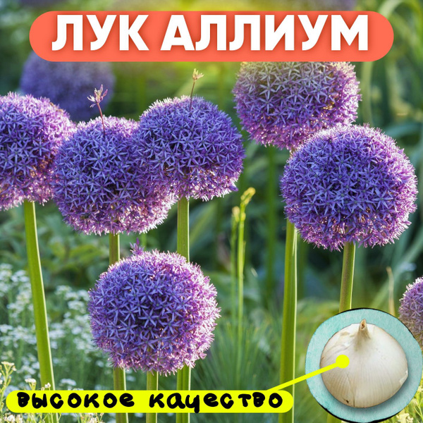 Луковицы Лук декоративный, Лук Livata купить по выгодной цене в ...