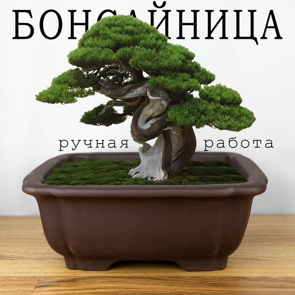Неглазурованный керамический горшок для бонсай и цветов, 24х20х9 см из ...