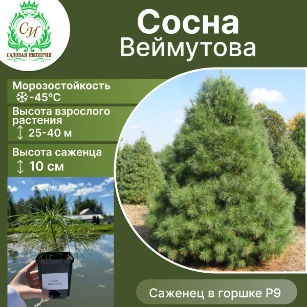 Клубни Сосна Садовая Империя купить по выгодной цене в интернет ...