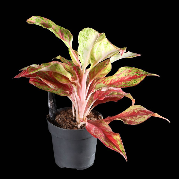 Аглаонема LuxuryPlants зеленый, 15 дм, 1 шт - купить по выгодной цене в ...