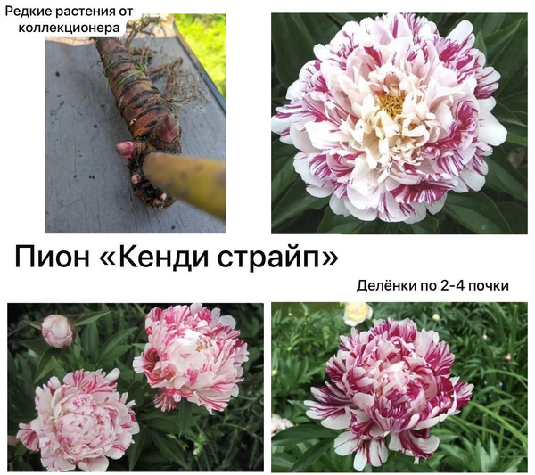 Пион Кенди страйп саженцы - купить с доставкой по выгодным ценам в ...