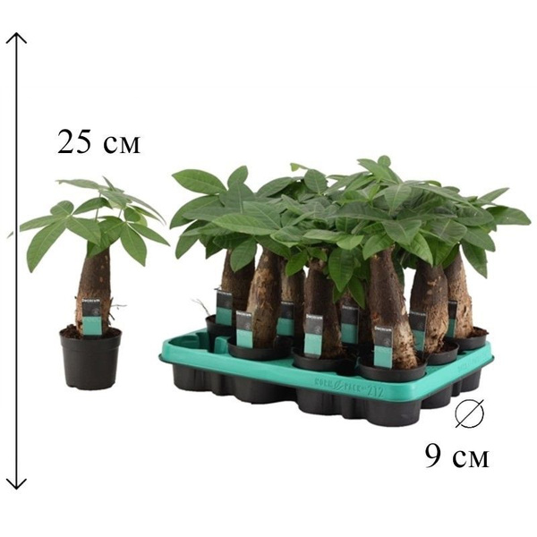 Пахира Акватика 9/25 см купить на OZON по низкой цене (1733507218)