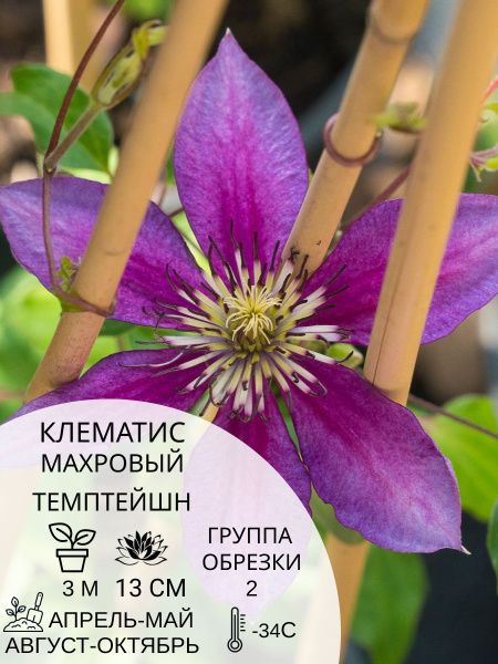 Клематис клематис - купить по выгодным ценам в интернет-магазине OZON ...