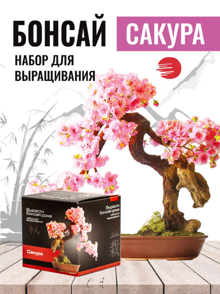 Набор для выращивания растений деревьев бонсай Сакура купить на OZON по ...