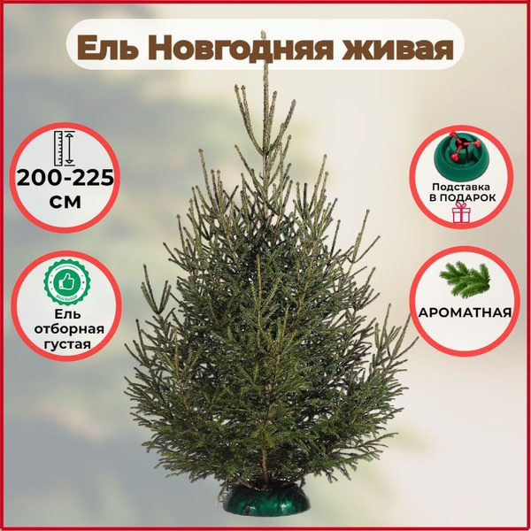 Елка живая, 200-225 см купить на OZON по низкой цене (1757831571)