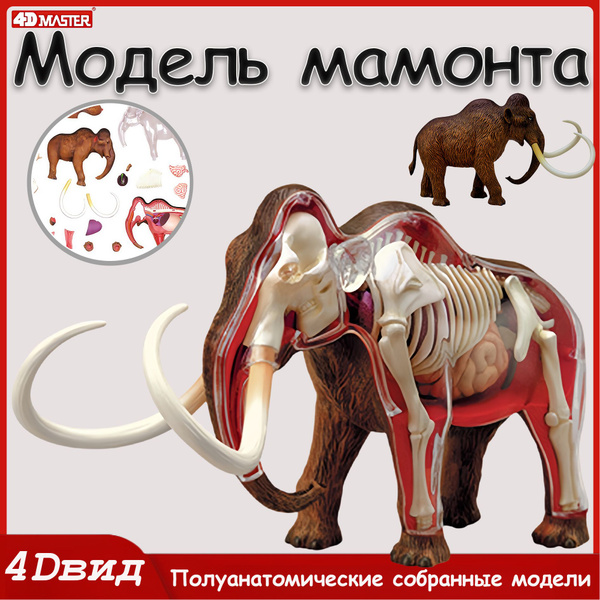 анатомическая модель/Модель мамонта может быть использована для ...