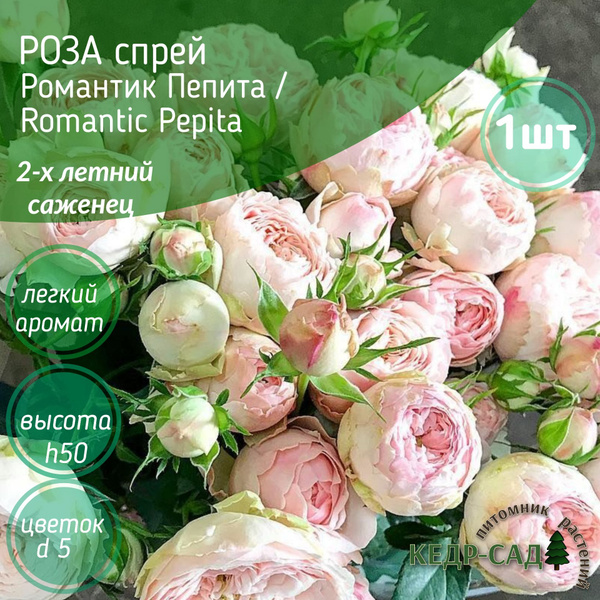 Роза спрей/Романтик Пепита, Romantic Pepita /саженец розы,мини роза ...