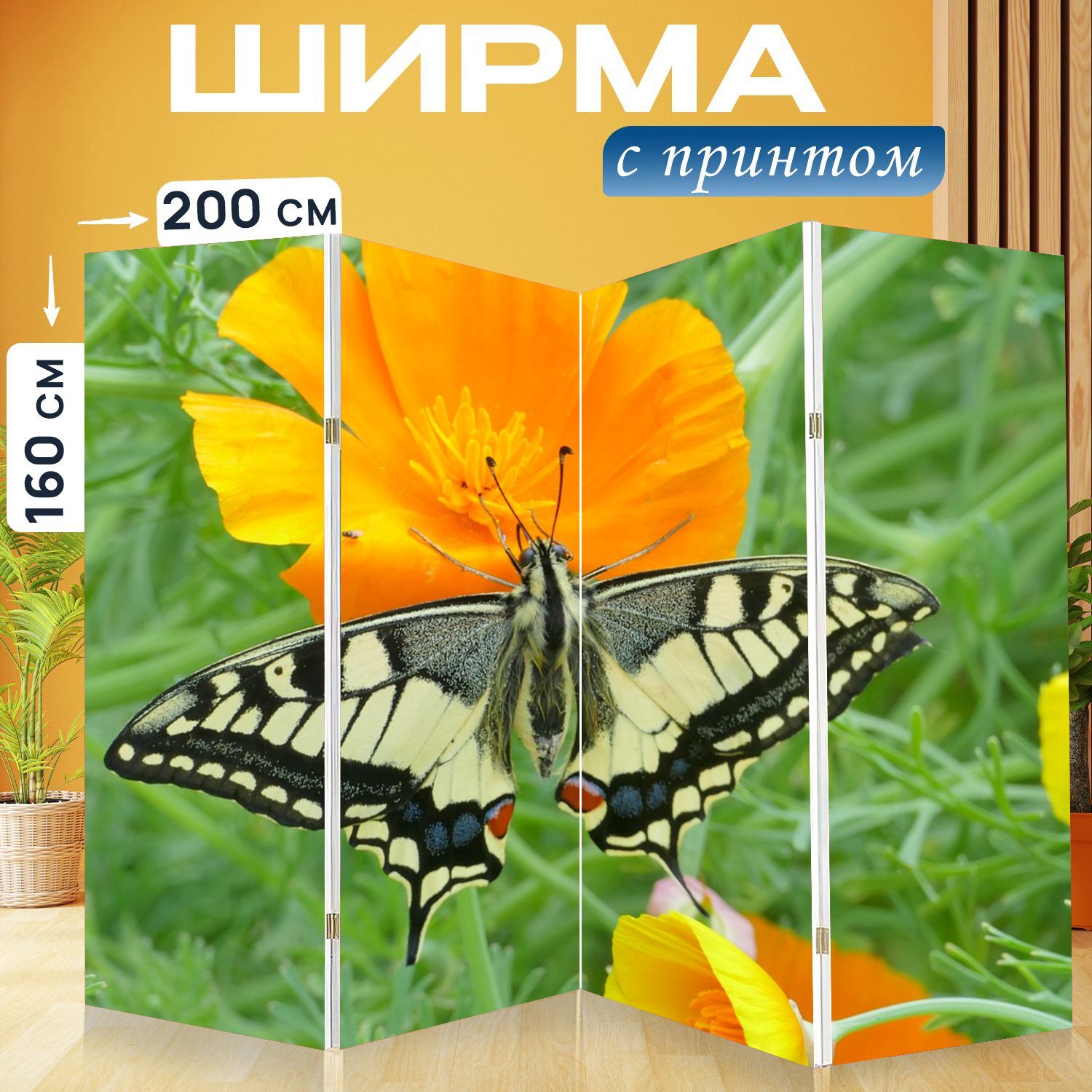 Ласточкин хвост бабочка