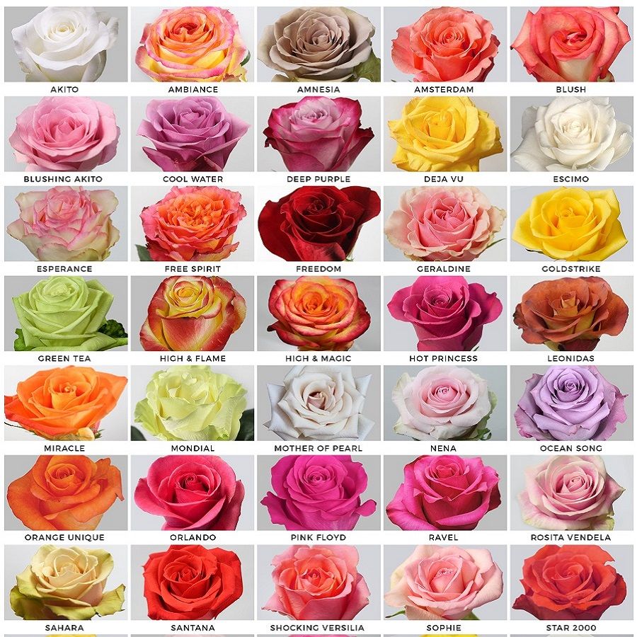 Mutation? Rose seeds, Flower seeds, Unusual flowers