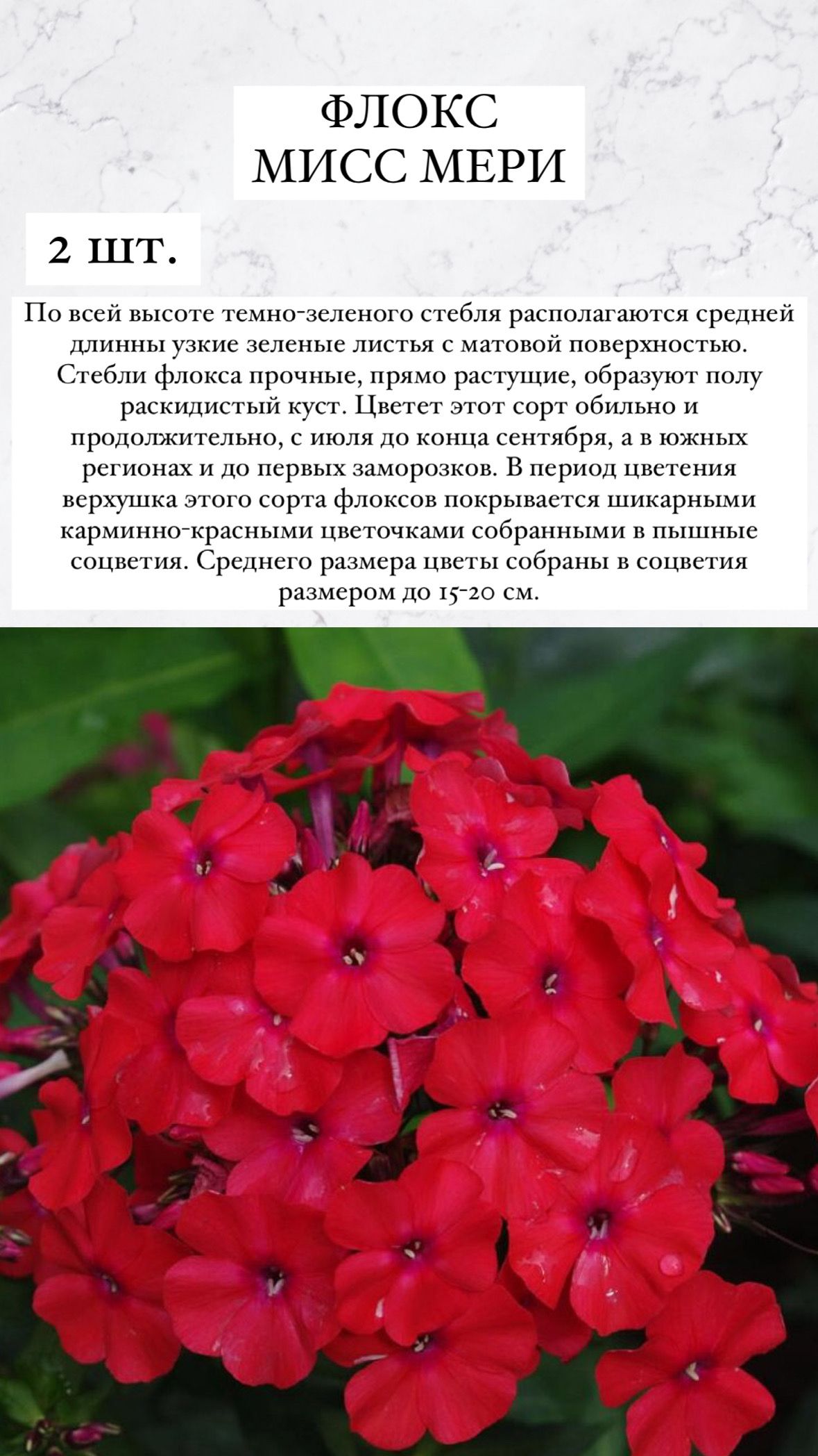 Флоксы характеристика