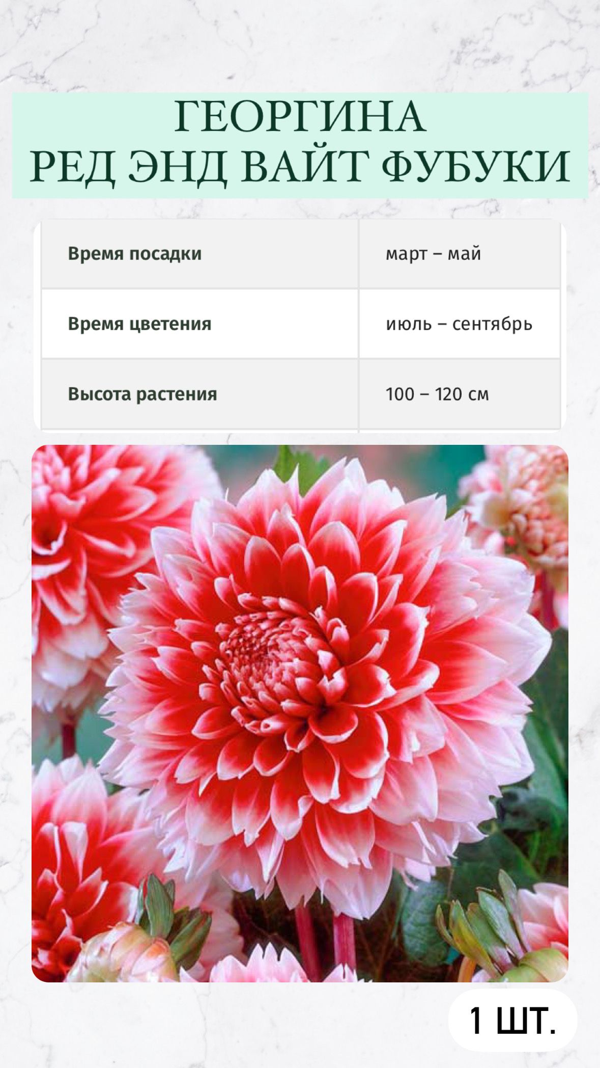 Какие Георгины Можно Купить В Магазине