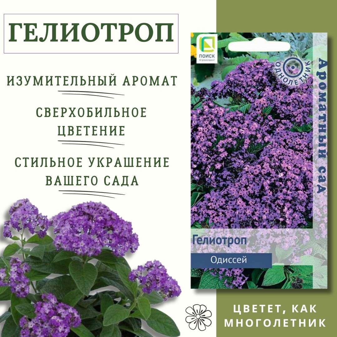 Гелиотроп Цветок Купить В Москве