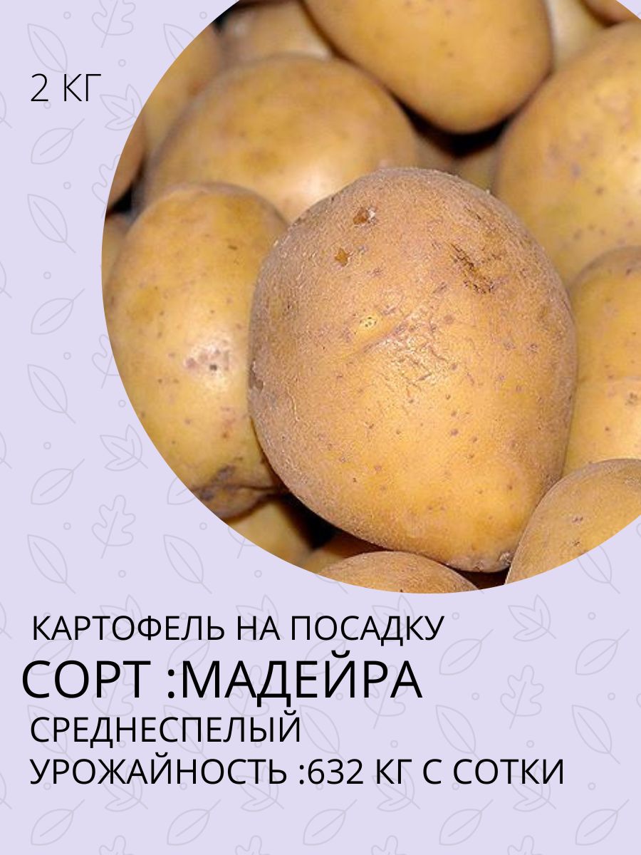 Купить Семенной Картофель В Ростовской Области