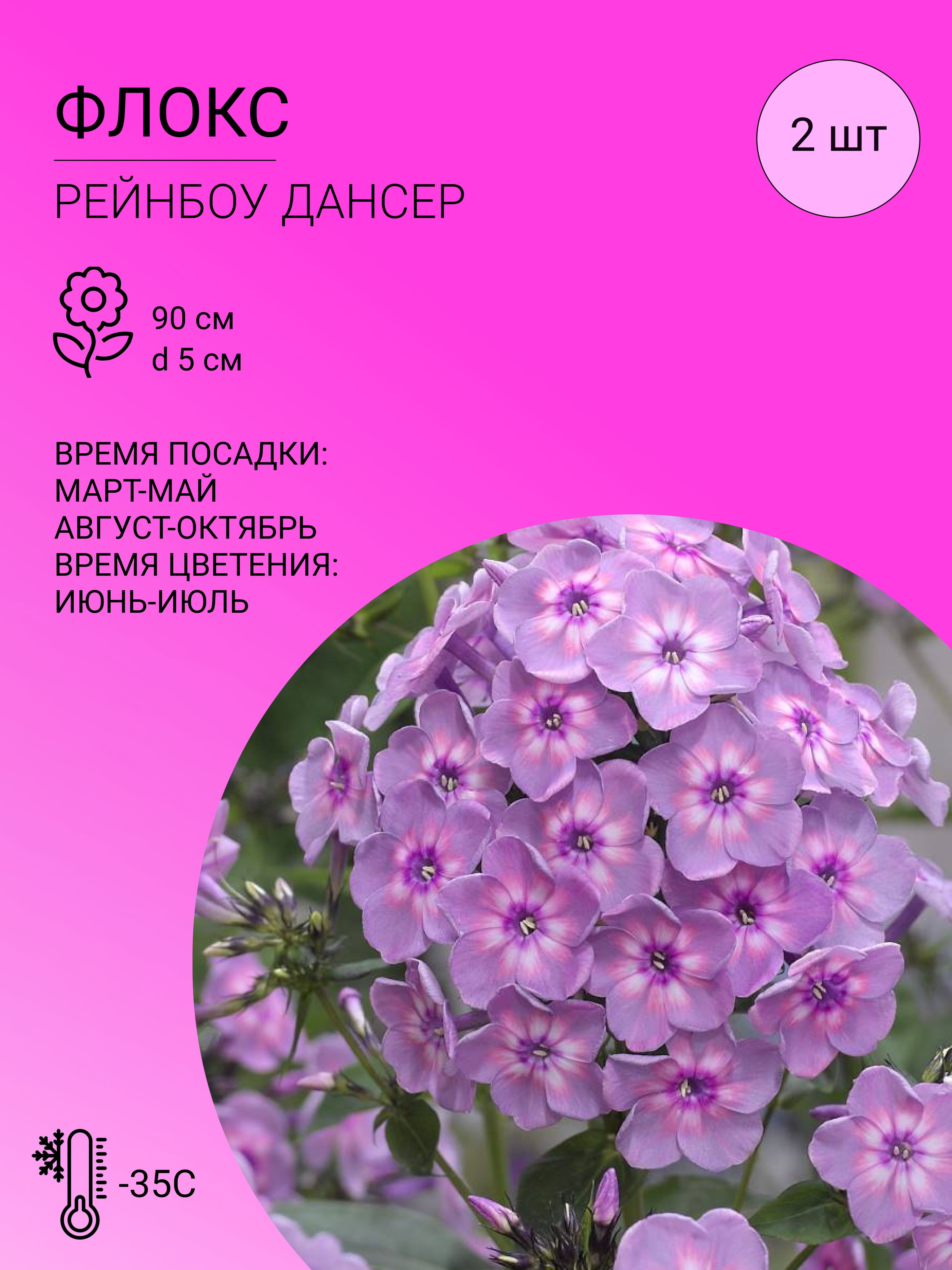 Флоксы характеристика